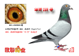 231ֱӣ231