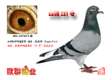 231ֱŮ231