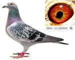 Ĭ088תຣѣ