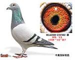 ȴ롰ɸꡱֱӣƷ