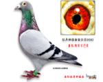 Ҷϵ062