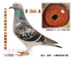 2012갲266