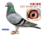 7ھ017ѳ۸