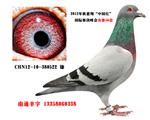 蹫56