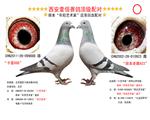 Ҽ붥