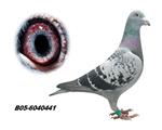 ƥ003ֱӡ