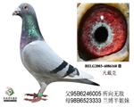 ޵ֱ