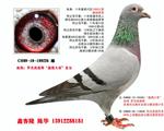 ζֱۡŮͣ