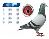 85ֱ߽ӣ