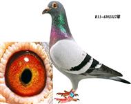 ˹ղB11-4302327