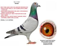 NPOȫھܡߵ