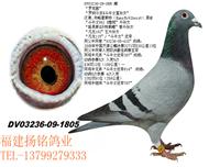 ޿硱