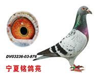 ղɭ������019��