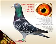 ����߿��衿������衱ֱ�ӣ�