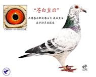 �԰���ʿֱŮ���԰׻ʺ�