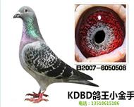 KDBD-С֡Ʒ