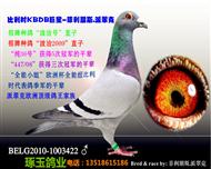 KDBDκ֮