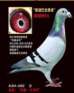 ���ٰ���ʹ��