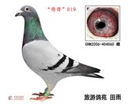 桰019