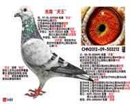 �������������԰���ʿ���ֱ�ӻ�Ѫ������