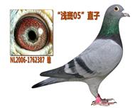 ǿաǳ05ֱӡ