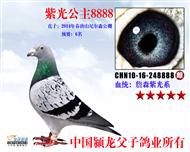 Ϲ⹫8888