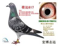 ɱ617