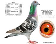 ȫʡھĪݿţ