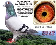 ɶ±崨չ崨