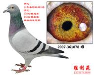 ˫ظĸף