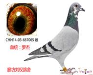 ޽ܼ徫Ʒָ667065