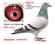 ӯ144