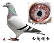 ϼĭ