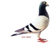 漣32