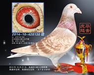 2014��ͨ����500���������ھ�