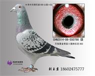 550����4��