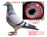  ֱ