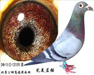 ������ǿ