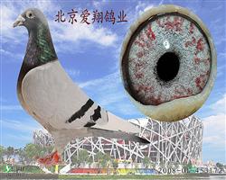 ղɭϰۻƽ