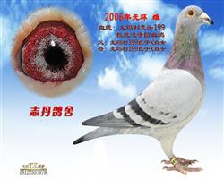 2006޻ 