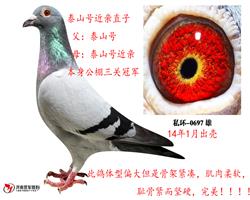 ̩ɽŽֱӣ˧̩ɽ