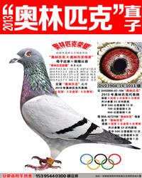 2013ƥֱӡƥҫ