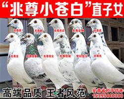 ����ݲ԰���ʿ���ơ�����С�԰ס���Ů