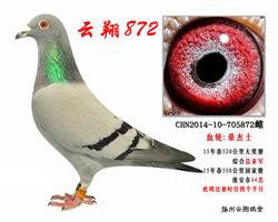 Ǿ872