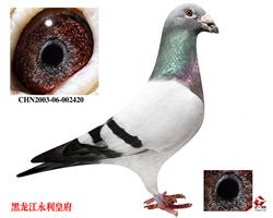 24򡰻ƽ䡱