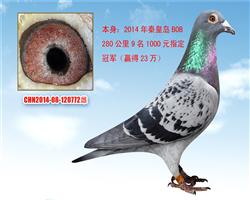 14BOB2809