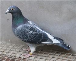 ĽСβ