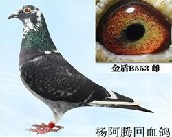 --553