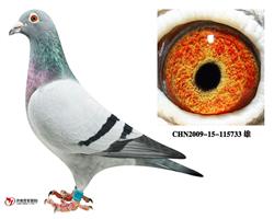 ³733