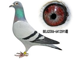 591